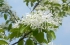 이팝나무 꽃